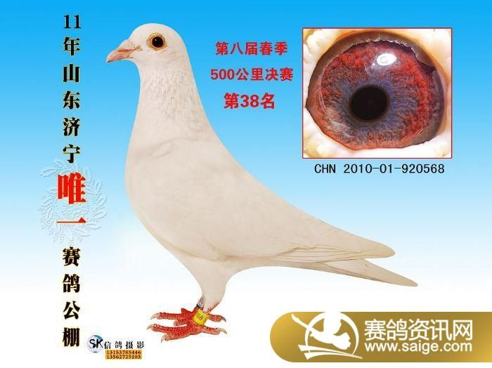 秦都赛鸽公棚最新动态公告
