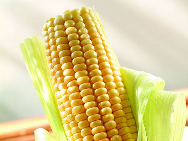淄博玉米价格最新行情及分析概览