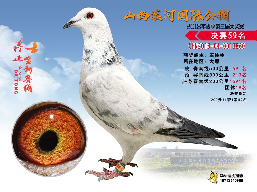 白银赛鸽公棚最新公告，展翅飞翔，与时俱进，成就梦想之翼！