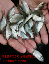 中科3号鲫苗最新价格，变化中的学习，成就感的源泉