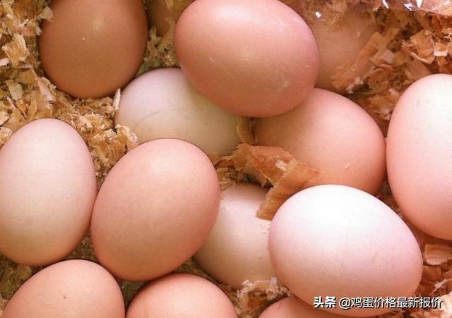 鸡蛋最新价格概览，市场走势、影响因素与案例分析