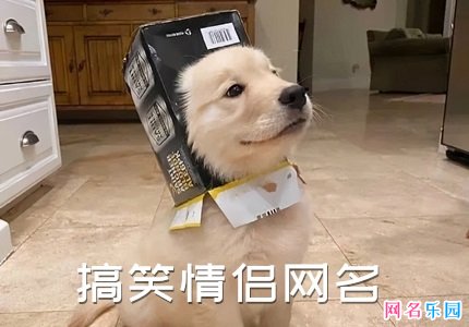最新搞笑网名背后的欢乐日常与温情故事