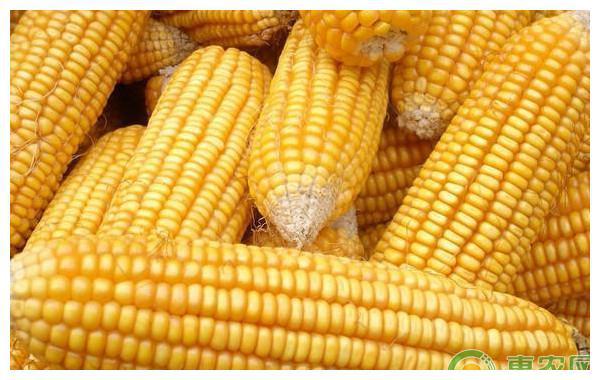 潍坊玉米价格最新行情及分析概览
