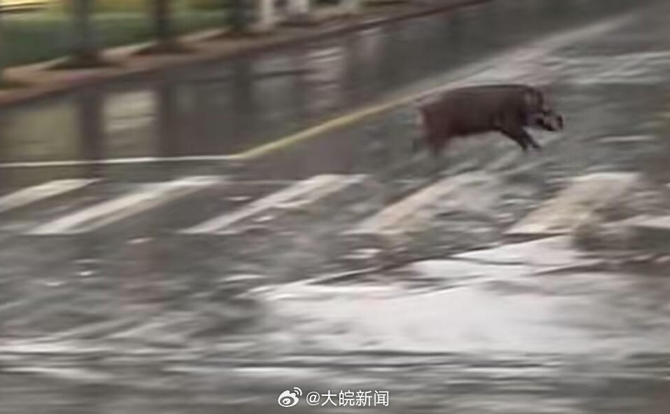 池州一高校内惊现狂奔野猪,详细数据解读_声学版29.121