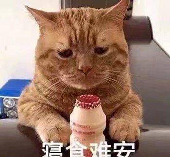 猫小九的味蕾盛宴与友情交织，最新吃货视频分享