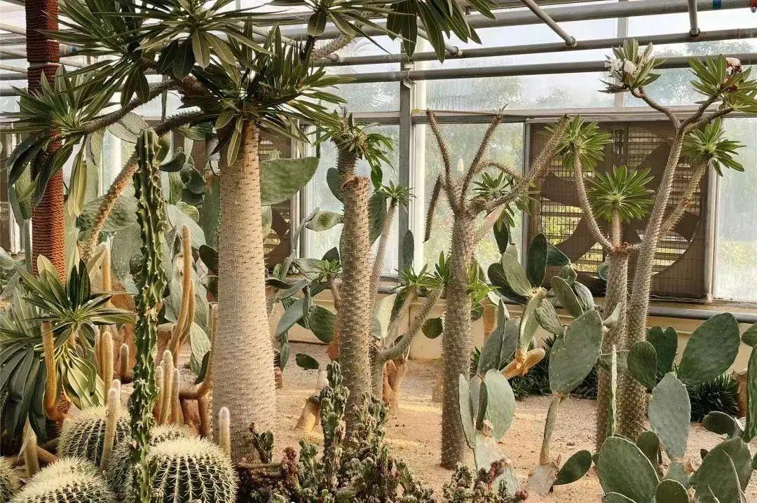 最新蔬菜价格揭秘,小巷深处的蔬菜秘境