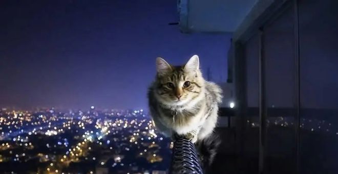 女巫的猫最新作品2016，小巷神秘小店揭秘